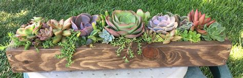 succulent long planter box